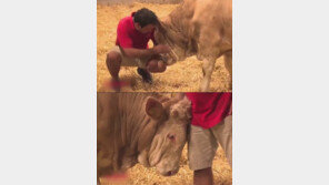 [영상]목줄 풀어준 男에게 머리 비비며 고마움 표시하는 소 ‘뭉클’