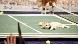 새끼고양이 대회 '키튼볼'..올림픽 겨냥?