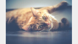 뒷다리 못 쓰는 고양이.."응급상황입니다!"