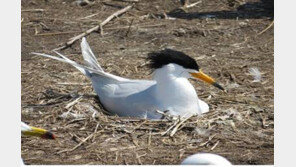 지구상에 100마리도 안되는 ‘뿔제비갈매기’ 국내서 발견