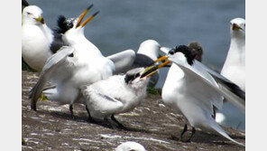 지구상에 100마리도 없는 ‘신비의 새’ 뿔제비갈매기, 전남 무인도서 국내 첫발견