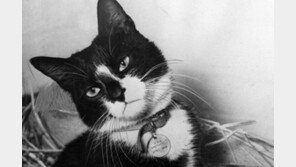 `세계 고양이의 날`..주인 구한 영웅 고양이들