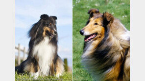 `누가 누구게?`..닮은 듯 다른 애견 7쌍