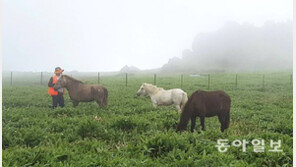 “제주조릿대 제거하라” 특명 받은 말들 한가로이 잎 뜯어