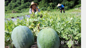 ‘무등산 수박’ 첫 수확