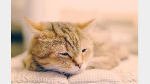 연령별, 상황별 고양이 사료 급여법 7가지!