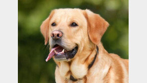 개 번식력 26년간 30% 감소..`사람도 위험`