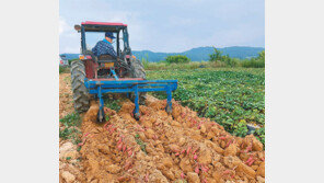 햇고구마 수확 한창