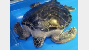 푸른바다거북 ‘광복이’ 다시 바다로