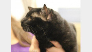 귀 4개 가진 고양이 '배트맨'