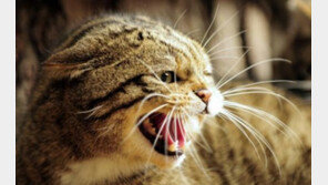 고양이 필수 예방접종 6가지