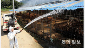 축사에 물뿌려 가축 폭염피해 예방