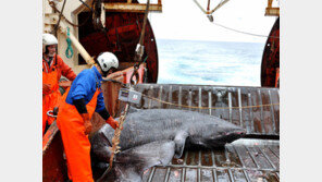 대서양 ‘그린란드상어’ 400년 이상 살아