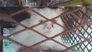 TV동물농장 '고양이농장'편 14일 방영