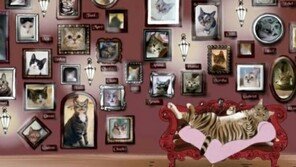 부부의 특별한 기록, ‘고양이신전’