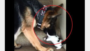 [영상]덩치 큰 셰퍼드, 아기 고양이 ‘덥석’ 물더니…“아름다워” 감탄