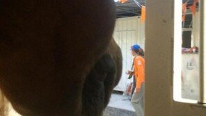 "말과 당신 모두 승자!" 애마 위해 올림픽 포기한 네덜란드 선수