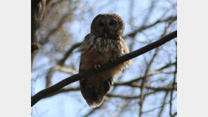 국내 첫 번식 ‘올빼미’ 추적 성공