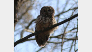 번식중인 올빼미에 ‘위치 추적’ 국내 첫 성공, 데이터 분석한 결과…