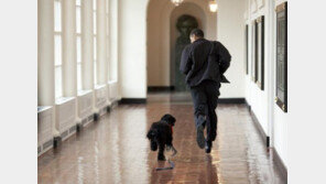 대형견에 관한 7가지 편견