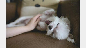 '개도 먹는것보다 칭찬을 더 좋아한다'