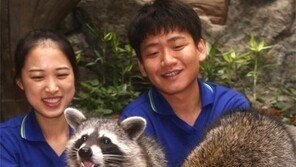 “말복 특식 맛있어요”… 신난 라쿤들