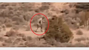 [영상]포르투갈서 괴생물체 포착…흡혈 동물 추파카브라?