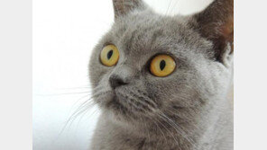 왜 우린 고양이를 사랑할까?..'과학적 이유 있다'