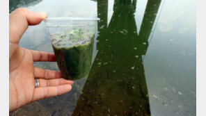 골칫거리 ‘녹조’, 자원 된다? 기술개발 활발…녹조 활용 특허출원 증가