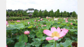 [엄마·아빠 놀러가] 태안백합꽃축제 (1∼10일, 충남 태안)