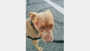 '드루와 드루와'..'맹견 7마리 쥐어팬 고양이'