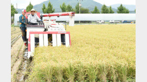 벼 수확하는 시장님