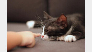 입양 보낼 때 피해야 할 5가지 유형의 사람들!