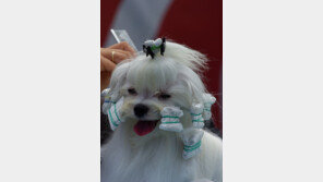 꼬리 자르기 등 미용수술 금지법 발의