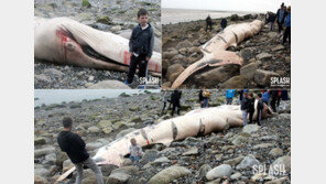 길이가 무려 13m, 대형 고래 떠밀려와