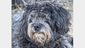 강아지, 고양이 변비 원인 6가지