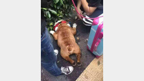 '펫쇼 보여주려다 펫 잃는다'