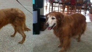 내 펫과 처음과 마지막 사진..`평생 책임진 주인들`