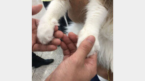 ‘질투의 화신’ 첫방 고경표, ‘말랑말랑’ 고양이 앞발 쥐고 본방사수 독려…“와 심장폭행”