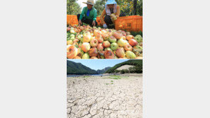폭염에 양식장 떼죽음… 가뭄에 농경지 쑥대밭 