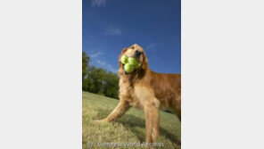 오늘은 반려견의 날..`10대 기네스 신기록犬`