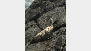 점박이물범 ‘복돌이’, 야생으로 복귀