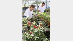 괴산고추축제 풍성한 볼거리