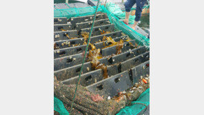 전남지역 어패류 폐사 피해액, 600억~700억원 최악 우려