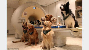 개는 건성으로 칭찬하는 것을 안다