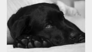 강아지에게 흔한 유전질환 3가지