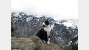 길잃은 등산객에 길안내한 고양이