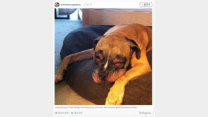 벌에 물린 개와 고양이들 어떤 모습