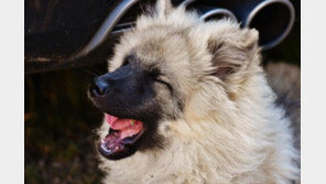 `악취 풍기는 개`..범인은 다양하다!