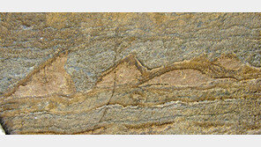 37억 년 전 지구 ‘最古 화석’ 발견